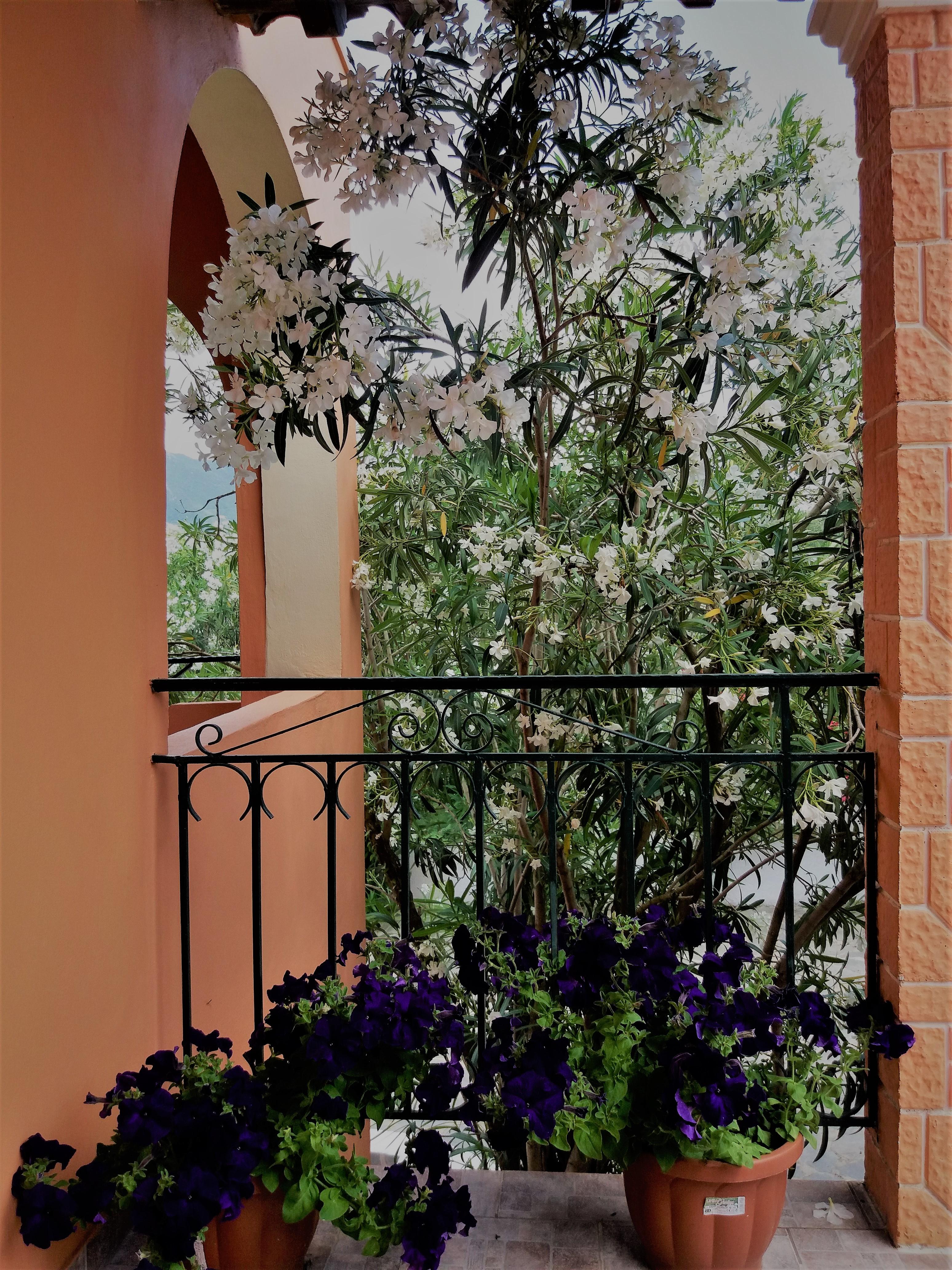 Ziogas Luxury Apartments Dassia (Corfu) Exterior foto